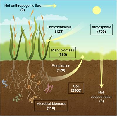 Crops for Carbon Farming